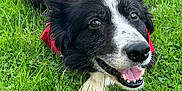 Void joined the competition — help win amazing prizes! dog, black_and_white, grass, red_shirt, pet, outdoor, happy, tongue_out, canine, animal, nature, playful, fur, close_up, laying_down, summer, green, cute, friendly, mammal