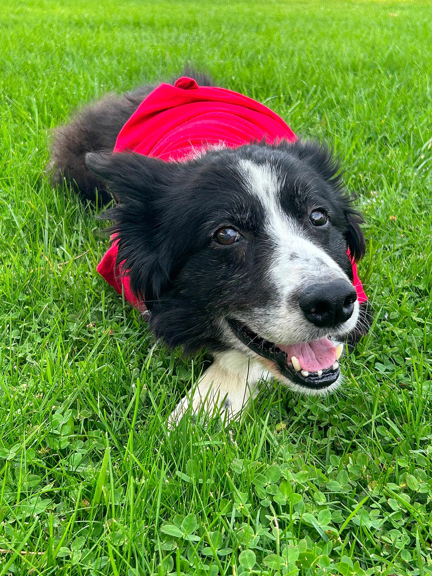 Void joined the competition — help win amazing prizes! dog, black_and_white, grass, red_shirt, pet, outdoor, happy, tongue_out, canine, animal, nature, playful, fur, close_up, laying_down, summer, green, cute, friendly, mammal