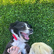 Void is registered to the contest to win money with this photo: dog, black_and_white, grass, red_collar, tongue_out, happy, pet, playing, hand, fur, outdoor, animal, cute, canine, mammal, paw, nature, summer, relaxed, cheerful