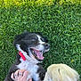 dog, black_and_white, grass, red_collar, tongue_out, happy, pet, playing, hand, fur, outdoor, animal, cute, canine, mammal, paw, nature, summer, relaxed, cheerful