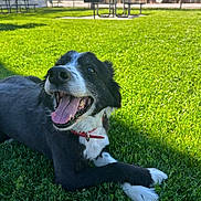 Void is registered to the contest to win money with this photo: animal, black_and_white, canine, collar, daylight, dog, fence, grass, greenery, happy, house, lying_down, nature, outdoor, park, pet, picnic_table, smiling, sunny, tongue_out