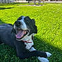 dog, black_and_white, collar, grass, park, sunny, outdoor, happy, tongue_out, pet, canine, lying_down, greenery, daylight, fence, picnic_table, house, nature, animal, smiling