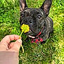 dog, french_bulldog, brindle, bow_tie, flower, dandelion, grass, outdoor, pet, canine, animal, cute, sniffing, close_up, collar, nature, greenery, sunlight, hand, playful