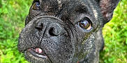 Calypso joined the competition — help win amazing prizes! adorable, animal, black_dog, bow_tie, canine, close_up, cute, dog, ears, face, french_bulldog, grass, looking_up, muzzle, nature, outdoor, pet, portrait, sunlight, whiskers