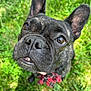 dog, french_bulldog, black_dog, close_up, portrait, outdoor, grass, pet, animal, ears, face, bow_tie, cute, looking_up, nature, sunlight, muzzle, whiskers, canine, adorable