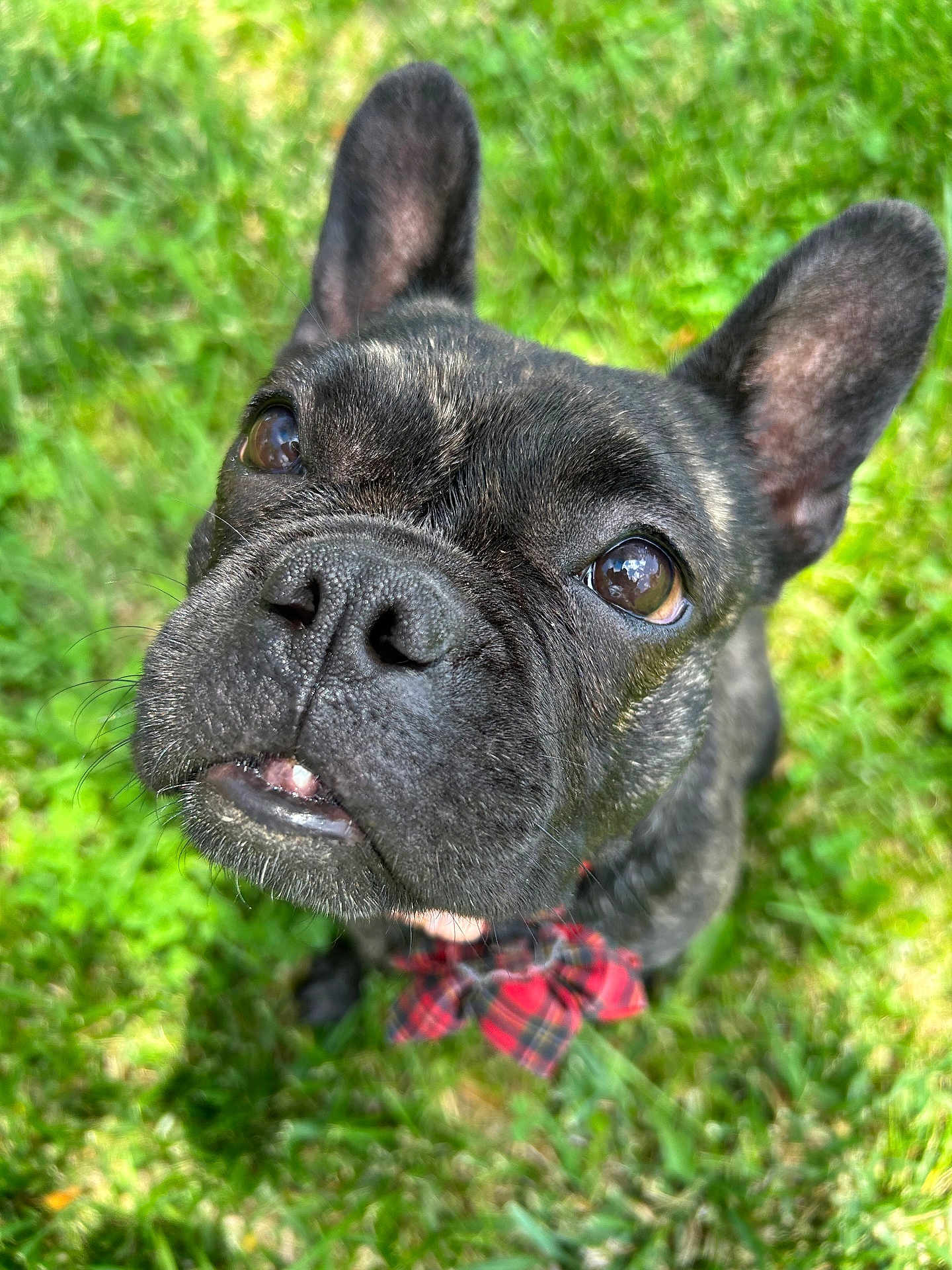 Calypso