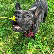 Calypso is registered to the contest to win money with this photo: dog, french_bulldog, brindle, bow_tie, flower, dandelion, grass, outdoor, pet, canine, sniffing, greenery, cute, playful, animal, nature, summer, small_dog, happy, tongue