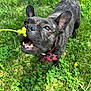 dog, french_bulldog, brindle, bow_tie, flower, dandelion, grass, outdoor, pet, canine, sniffing, greenery, cute, playful, animal, nature, summer, small_dog, happy, tongue