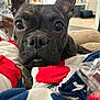 dog, puppy, french_bulldog, brindle, close_up, ears, eyes, blanket, red, white, blue, star_pattern, indoor, pet, cute, curious, resting, soft_focus, living_room, cozy