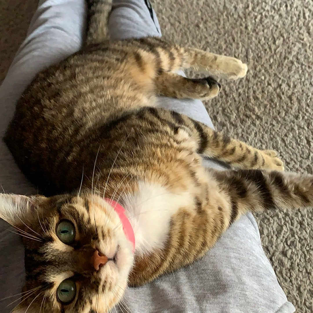 Chanel a rejoint le concours — aidez-le/la à gagner de superbes lots ! animal, blanket, cat, clothing, couch, cushion, face, furniture, head, homedecor, hosiery, indoors, kitten, pants, person, pet, photography, portrait, sleeping, sock