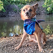 Cody joined the competition — help win amazing prizes! dog, canine, cape, blue_cape, purple_cape, outdoor, river, water, rocks, trees, nature, pet, animal, portrait, sitting, small_dog, fur, ears, alert, sunlight