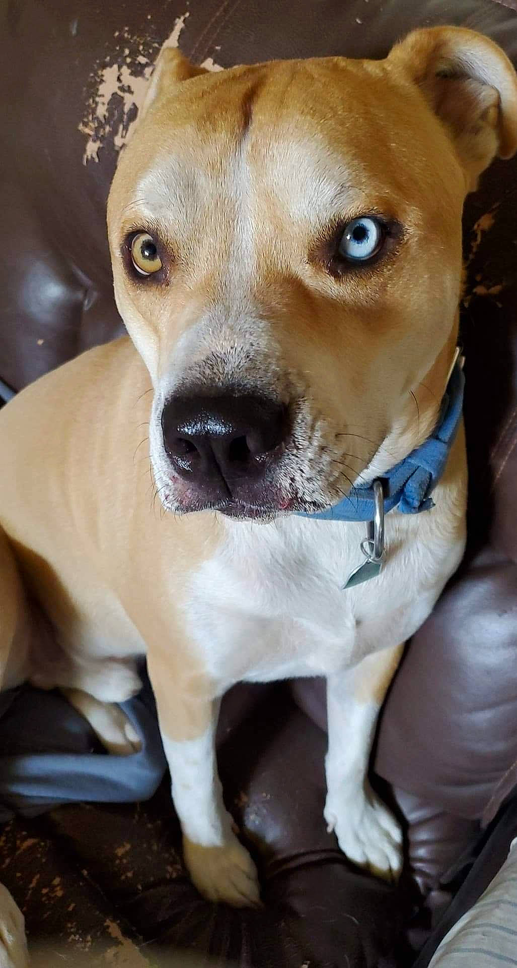 Drawger is registered to the contest to win money with this photo: american_pit_bull_terrier, canidae, carnivore, companion_dog, dog, dog_breed, ear, fawn, feist, mammal, non_sporting_group, nose, pit_bull, potcake_dog, puppy, rare_breed_dog, snout, sporting_group, vertebrate, whiskers