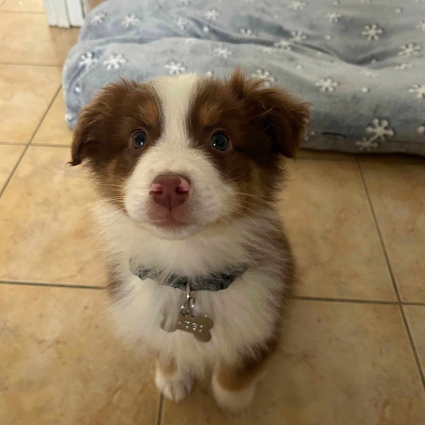 Hadès participe au concours pour gagner de l'argent avec cette photo : animal, canine, cat, cockerspaniel, collie, dog, dogbed, eskimodog, hardwood, husky, indoors, interiordesign, kitten, papillon, pet, puppy, snout, terrier, whitedog, wood