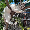 cat, tree, branch, outdoor, sunlight, leaves, fence, plant, hanging_plant, blue_sky, pet, animal, nature, fur, claws, playful, relaxed, daytime, garden, whiskers