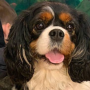 Alice is registered to the contest to win money with this photo: dog, cavalier_king_charles_spaniel, pet, animal, close_up, tongue_out, fluffy, tricolor, cute, indoor, portrait, fur, happy, canine, mammal, ears, face, companion, friendly, looking