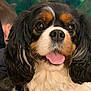 dog, cavalier_king_charles_spaniel, pet, animal, close_up, tongue_out, fluffy, tricolor, cute, indoor, portrait, fur, happy, canine, mammal, ears, face, companion, friendly, looking