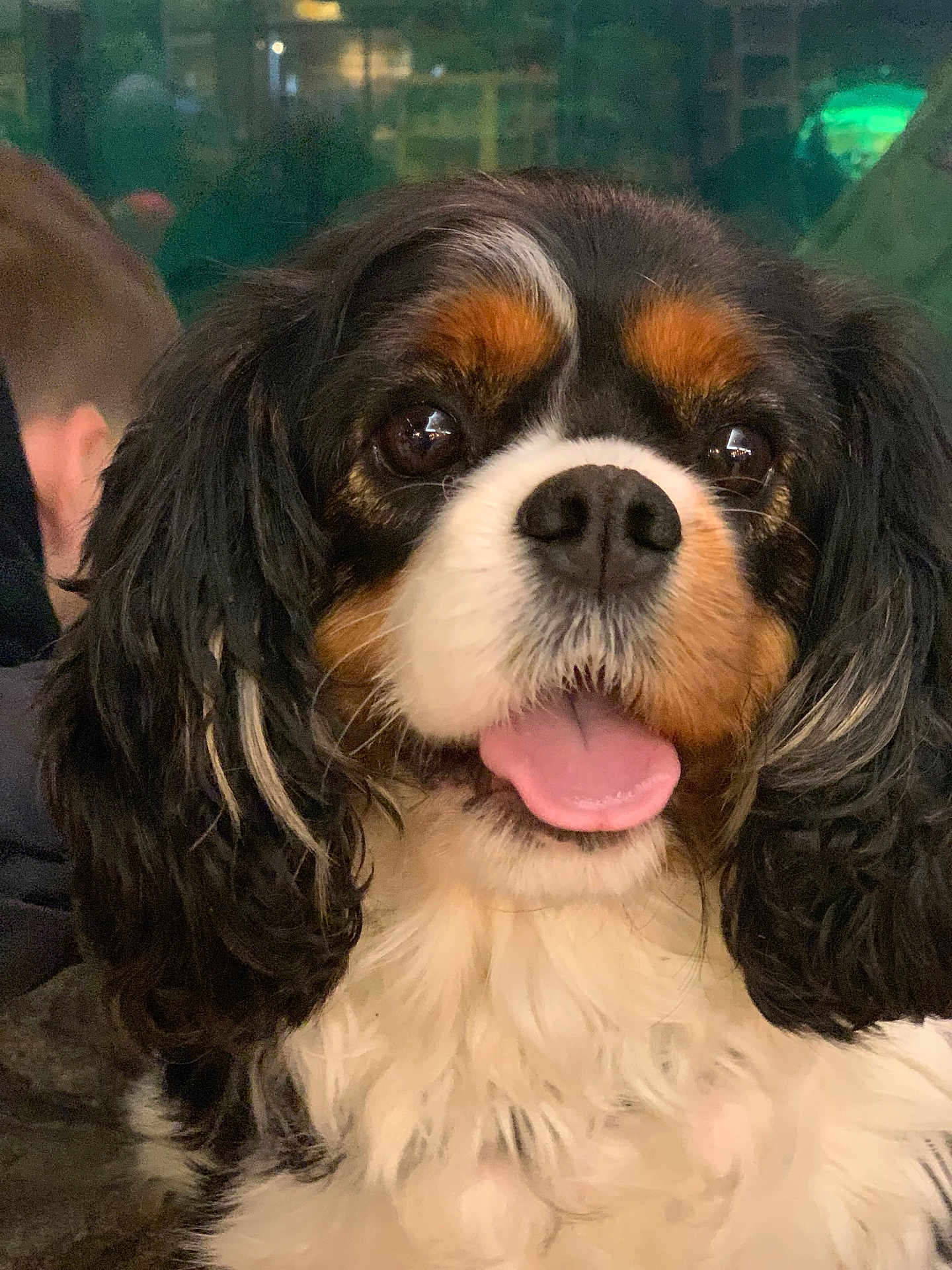 Alice is registered to the contest to win money with this photo: dog, cavalier_king_charles_spaniel, pet, animal, close_up, tongue_out, fluffy, tricolor, cute, indoor, portrait, fur, happy, canine, mammal, ears, face, companion, friendly, looking