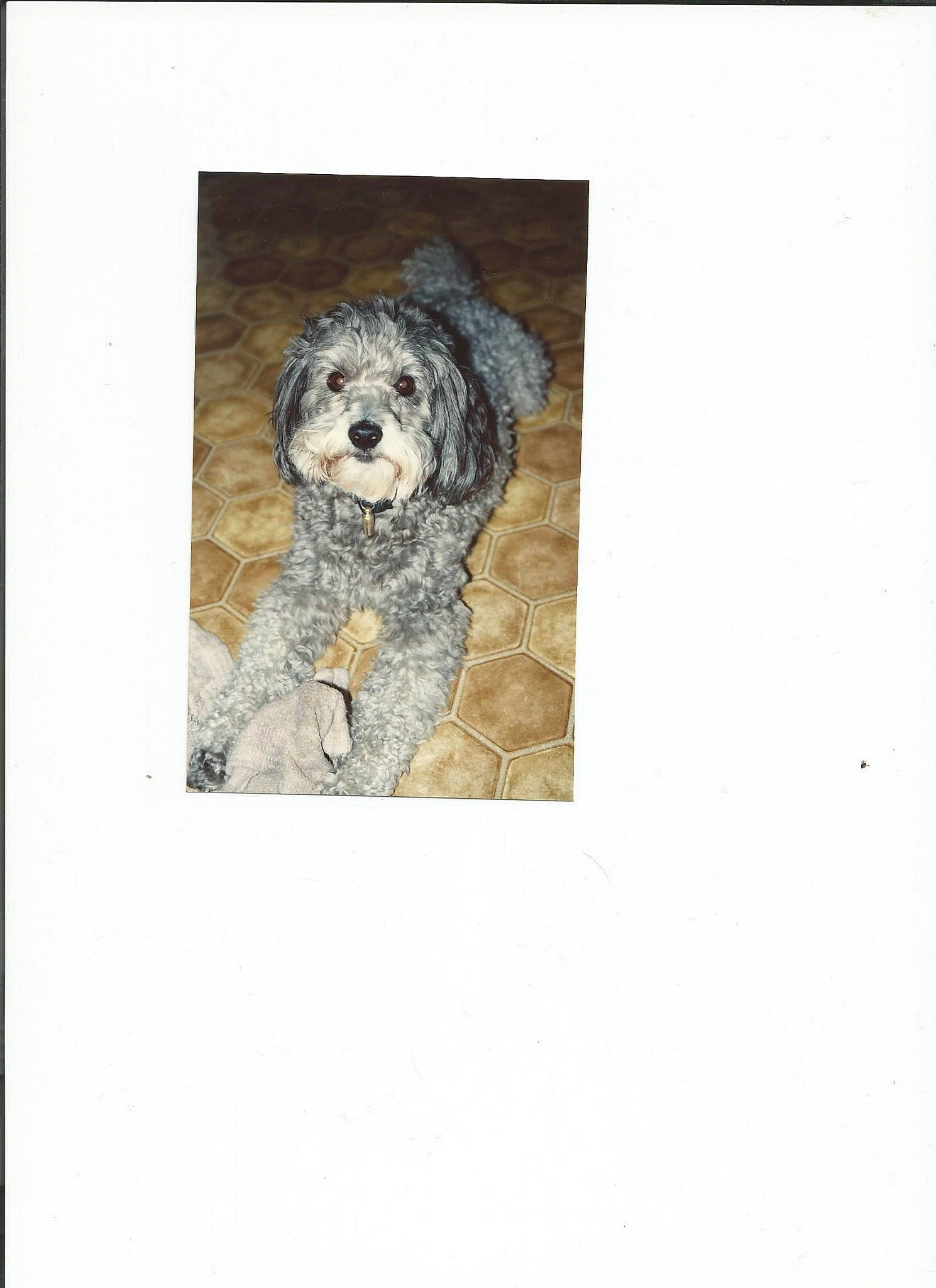 Sweetie participe au concours pour gagner de l'argent avec cette photo : canidae, carnivore, cavachon, cavapoo, cockapoo, dog, dog_breed, goldendoodle, havanese, labradoodle, lagotto_romagnolo, morkie, non_sporting_group, poodle, poodle_crossbreed, puppy, rare_breed_dog, tibetan_terrier, toy_dog, toy_poodle