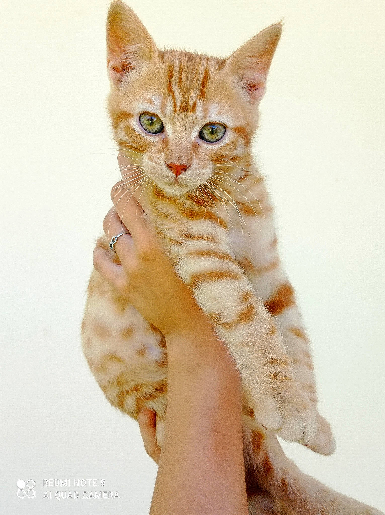 Mochi a rejoint le concours — aidez-le/la à gagner de superbes lots ! carnivore, cat, domestic_short_haired_cat, fawn, felidae, finger, foot, fur, gesture, hand, human_body, leg, nail, paw, small_to_medium_sized_cats, snout, tail, thumb, whiskers, wildlife