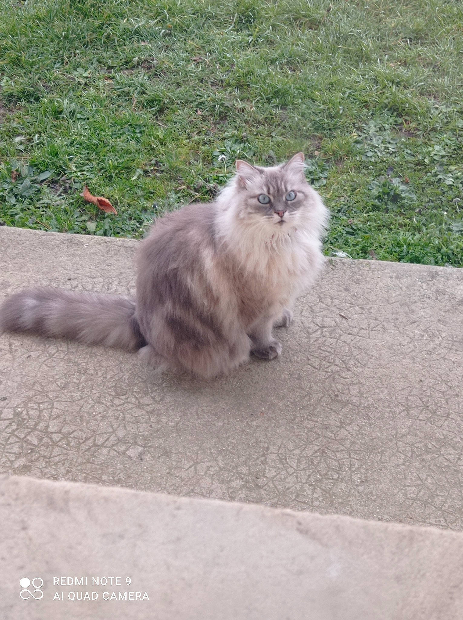 Lili a rejoint le concours — aidez-le/la à gagner de superbes lots ! asphalt, british_longhair, carnivore, cat, fawn, felidae, fur, grass, grey, groundcover, paw, persian, plant, road_surface, sitting, small_to_medium_sized_cats, snout, tail, terrestrial_animal, whiskers