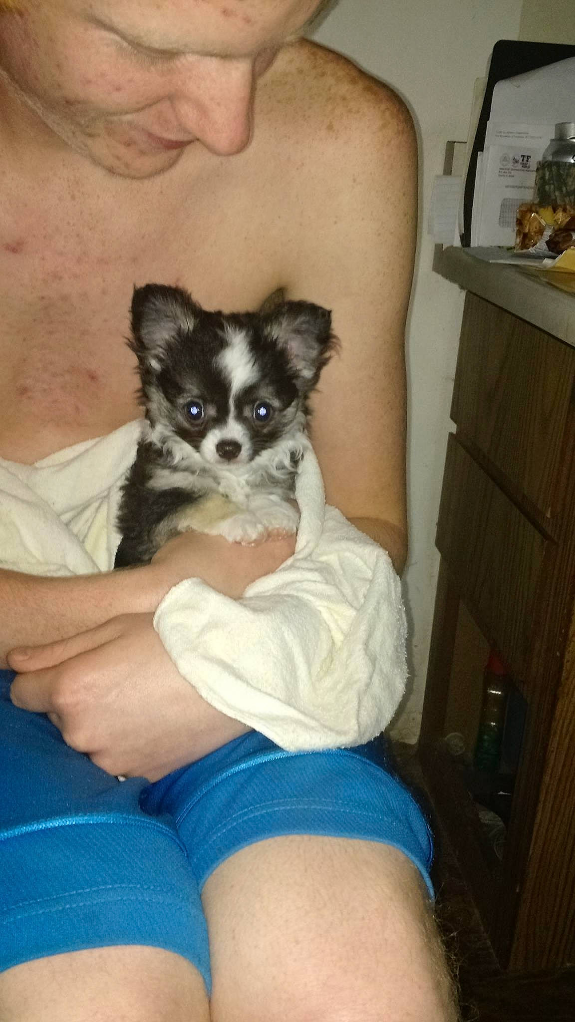 Bandit joined the competition — help win amazing prizes! canidae, carnivore, companion_dog, dog, dog_breed, mammal, papillon, puppy, sporting_group, toy_dog, vertebrate