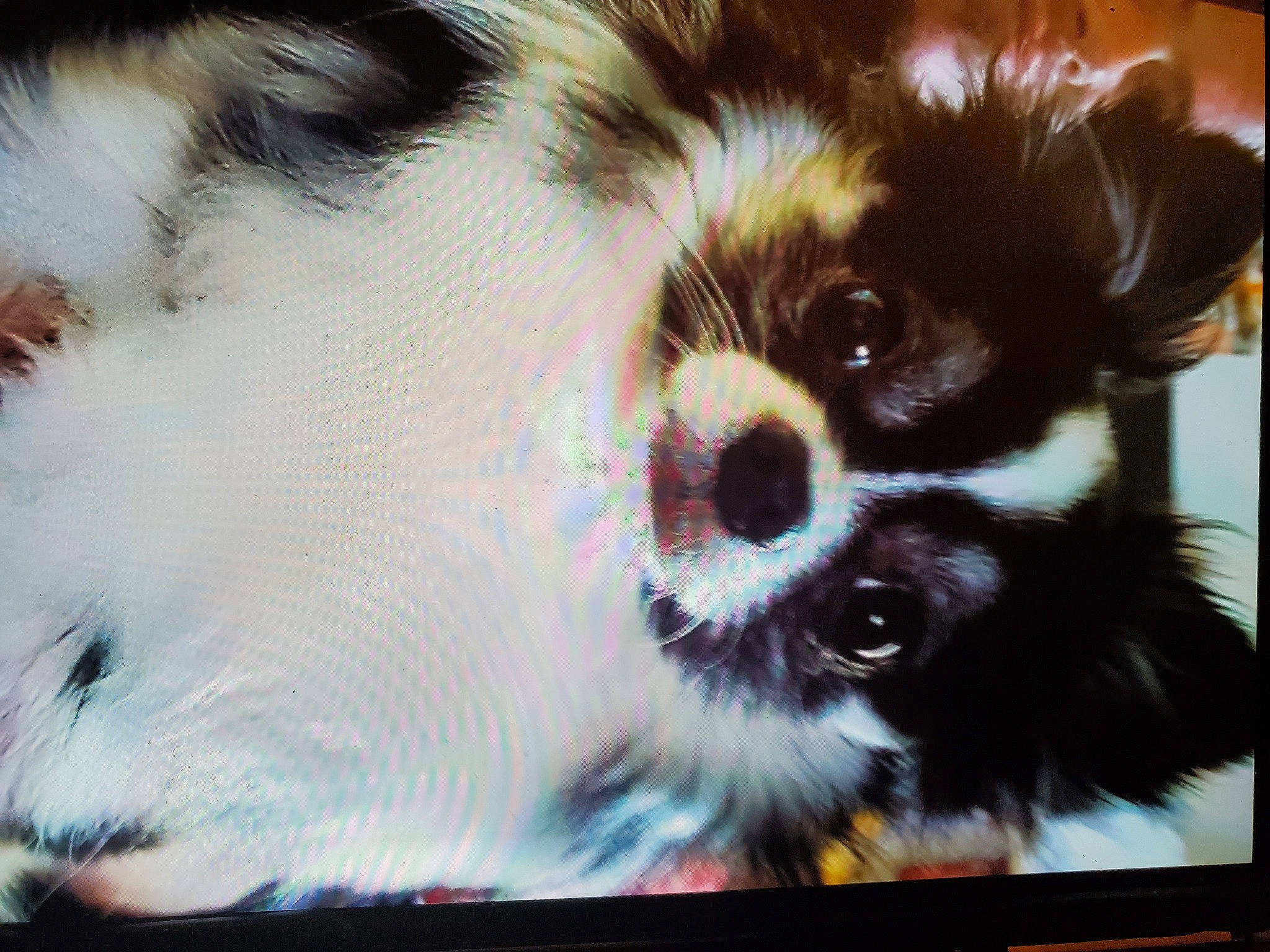 Bandit joined the competition — help win amazing prizes! canidae, carnivore, companion_dog, dog, dog_breed, ear, japanese_chin, mammal, nose, phalene, puppy, shih_tzu, snout, sporting_group, toy_dog, whiskers