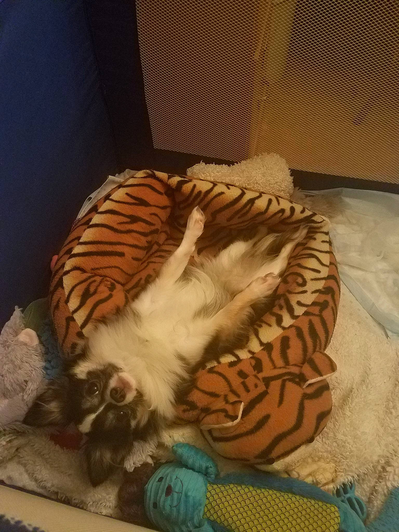 Bandit is registered to the contest to win money with this photo: bengal_tiger, cat, felidae, fur, siberian_tiger