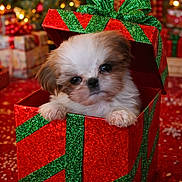 Maverick is registered to the contest to win money with this photo: puppy, dog, gift_box, christmas, holiday, present, ribbon, glitter, red, green, cute, fluffy, decorations, festive, celebration, carpet, indoors, pet, animal, christmas_tree