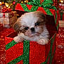 puppy, dog, gift_box, christmas, holiday, present, ribbon, glitter, red, green, cute, fluffy, decorations, festive, celebration, carpet, indoors, pet, animal, christmas_tree