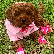 Luna joined the competition — help win amazing prizes! puppy, dog, grass, pink_shirt, pink_socks, cute, pet, animal, outdoor, fur, small_dog, brown_fur, lying_down, adorable, nature, playful, canine, young_dog, fashion, paw_wear