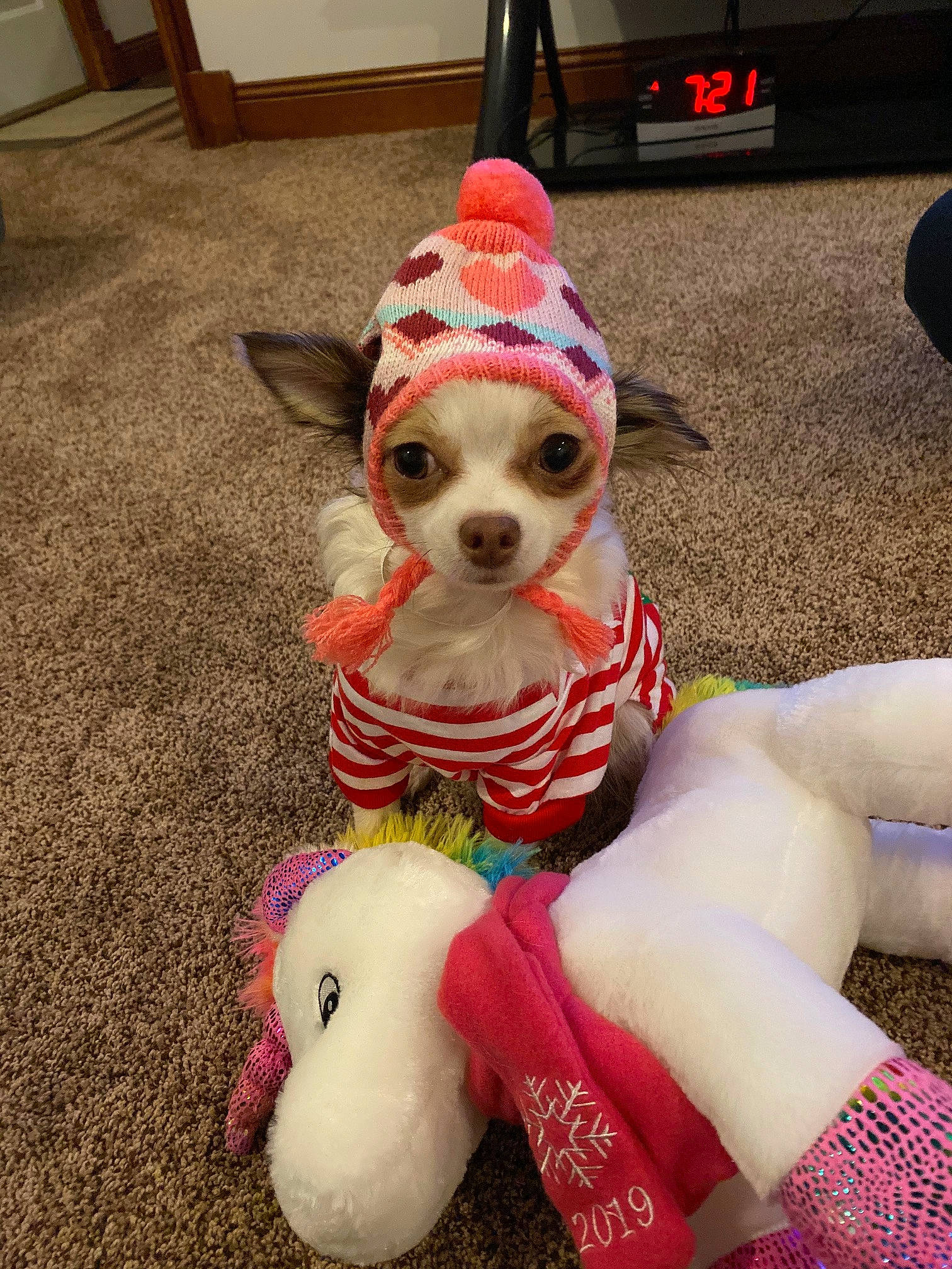 Luna is registered to the contest to win money with this photo: canidae, carnivore, christmas, companion_dog, dog, dog_breed, dog_clothes, dog_supply, dog_toy, fawn, puppy, sporting_group, toy_dog