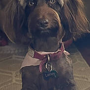 Lainey joined the competition — help win amazing prizes! animal, bandana, brown_fur, canine, carpet, collar, cute, dog, domestic_animal, ears, eyes, floor, furniture, home, indoor, looking, pet, portrait, snout, tag
