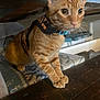Dimitri joined the competition — help win amazing prizes! cat, ginger_cat, pet, animal, indoor, chair, cushion, wooden_table, furniture, curious, alert, harness, striped, closeup, whiskers, ears, paws, domestic_cat, fur, mammal