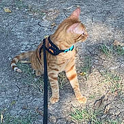 Dimitri joined the competition — help win amazing prizes! cat, orange_tabby, harness, leash, outdoor, grass, dry_soil, earth, animal, pet, feline, sitting, looking, nature, daylight, side_view, striped, curious, domestic_cat, ears
