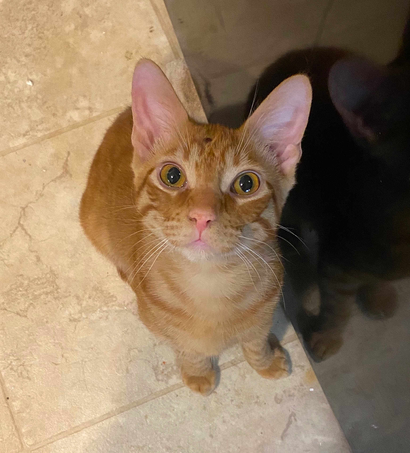 Dimitri