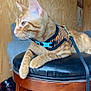 Dimitri joined the competition — help win amazing prizes! cat, orange_tabby, harness, leash, stool, wooden_furniture, indoor, pet, animal, feline, orange_fur, resting, looking_away, couch, wooden_wall, decor, bucket, close_up, domestic_animal, casual