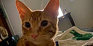 Dimitri is registered to the contest to win money with this photo: cat, orange_tabby, toy, quilt, bed, indoor, feline, pet, curious, ears, whiskers, closeup, paws, fuzzy, cozy, room, furniture, window, blanket, relaxed