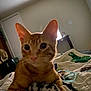 cat, orange_tabby, toy, quilt, bed, indoor, feline, pet, curious, ears, whiskers, closeup, paws, fuzzy, cozy, room, furniture, window, blanket, relaxed