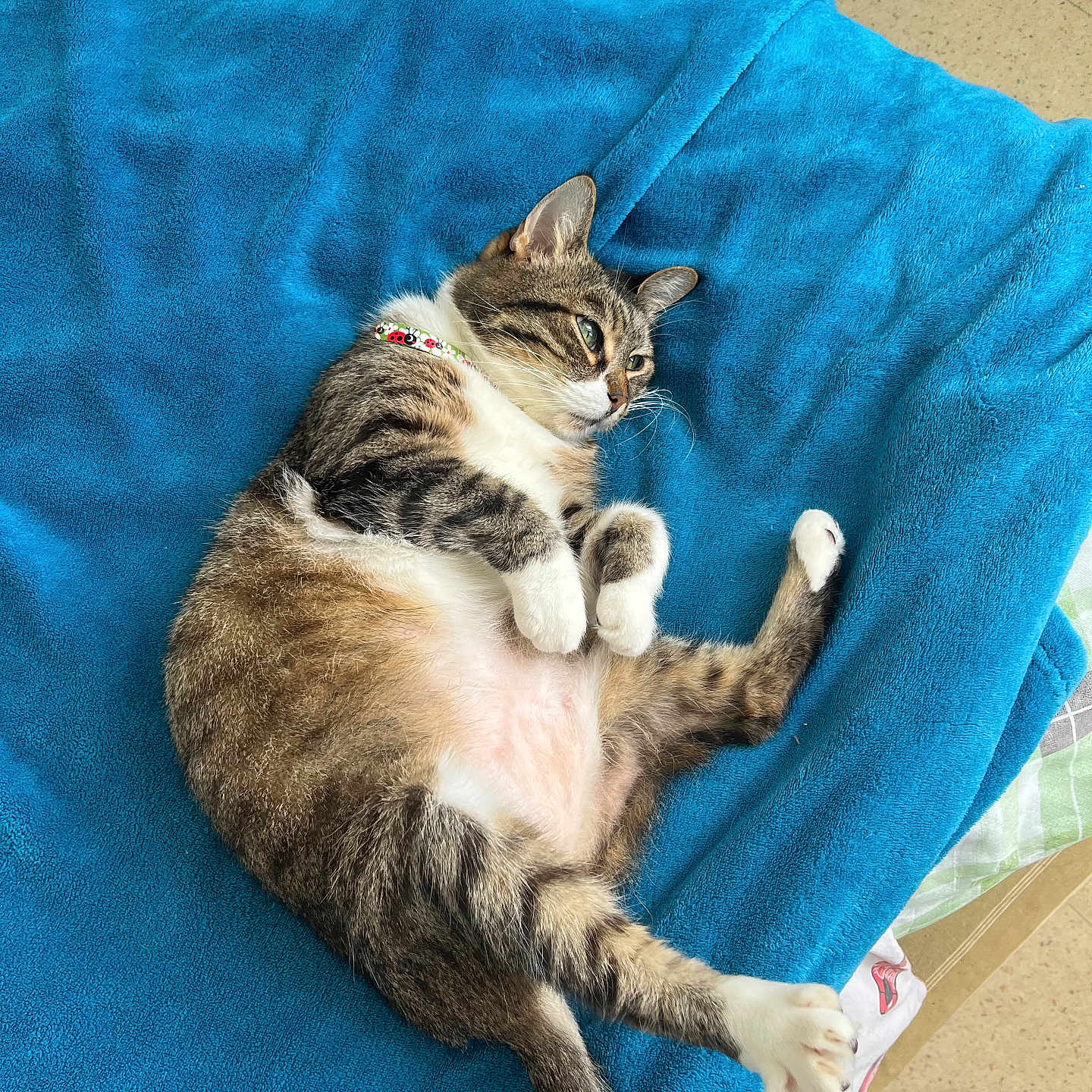 Tigrou a rejoint le concours — aidez-le/la à gagner de superbes lots ! animal, blue_blanket, cat, collar, cozy, cute, domestic_animal, feline, floor, fur, indoor, lying_down, paws, pet, relaxed, resting, sleepy, soft, tabby, whiskers