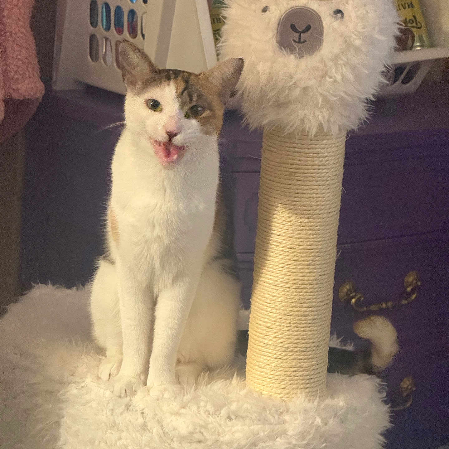 Lyly joined the competition — help win amazing prizes! animal, cat, cozy, cute, decor, expression, feline, fur, furniture, fuzzy, home, indoor, pet, playful, plush, relaxing, scratching_post, sitting, toy, white