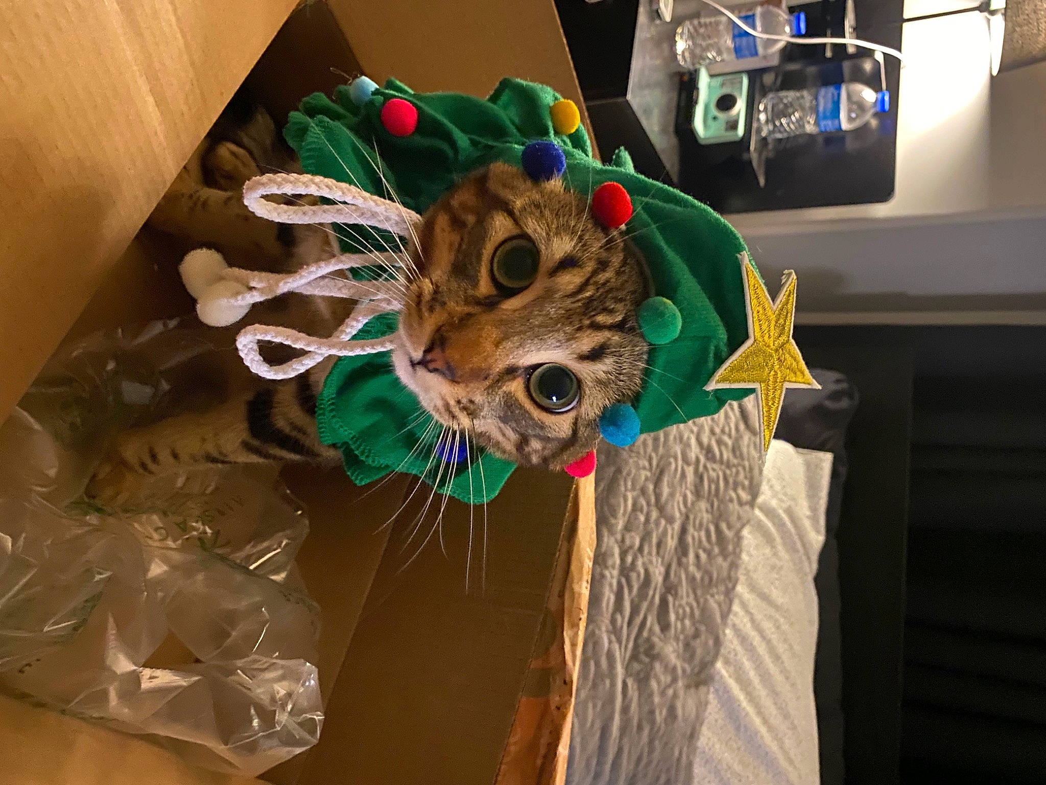 Billybob joined the competition — help win amazing prizes! art, cap, carnivore, costume_hat, eyewear, fashion_accessory, fawn, felidae, fictional_character, fur, hat, personal_protective_equipment, room, small_to_medium_sized_cats, snout, stuffed_toy, toy, visual_arts, whiskers, wood