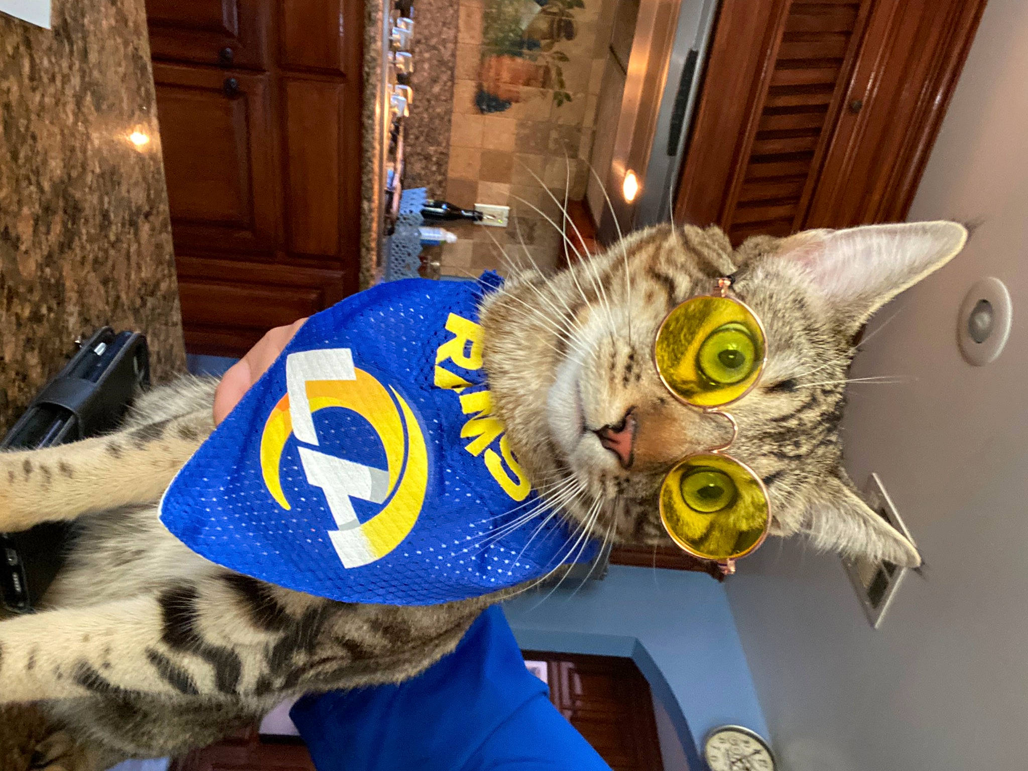 Billybob joined the competition — help win amazing prizes! art, cap, carnivore, cat, clock, domestic_short_haired_cat, door, felidae, fur, hat, headgear, helmet, personal_protective_equipment, room, sleeve, small_to_medium_sized_cats, snout, sportswear, watch, whiskers