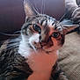animal, cat, close_up, companion, couch, curious, domestic, ears, face, feline, fur, furniture, indoor, looking, mammal, pet, relaxed, tabby, whiskers, white_chest