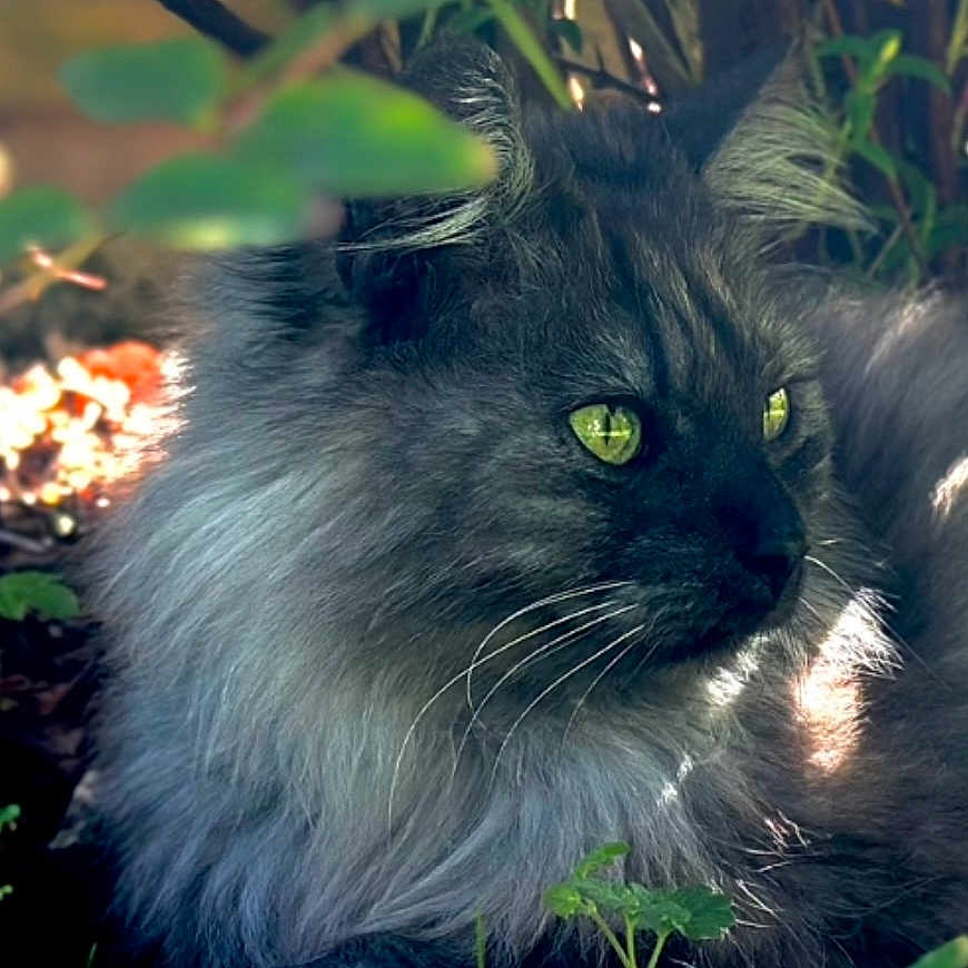 Samba participe au concours pour gagner de l'argent avec cette photo : angora, animal, blackcat, brasssection, cat, daisy, flower, grass, horn, kitten, leaf, lion, lynx, manx, musicalinstrument, panther, pet, plant, snout, vegetation