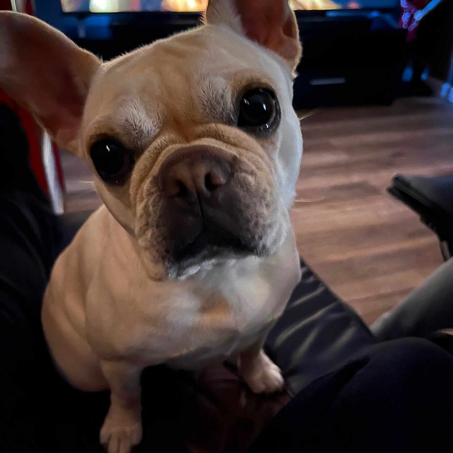 Maggie joined the competition — help win amazing prizes! animal, boxer, bulldog, canine, clothing, computerhardware, dog, electronics, face, frenchbulldog, hardware, hat, head, monitor, person, pet, pitbull, puppy, screen