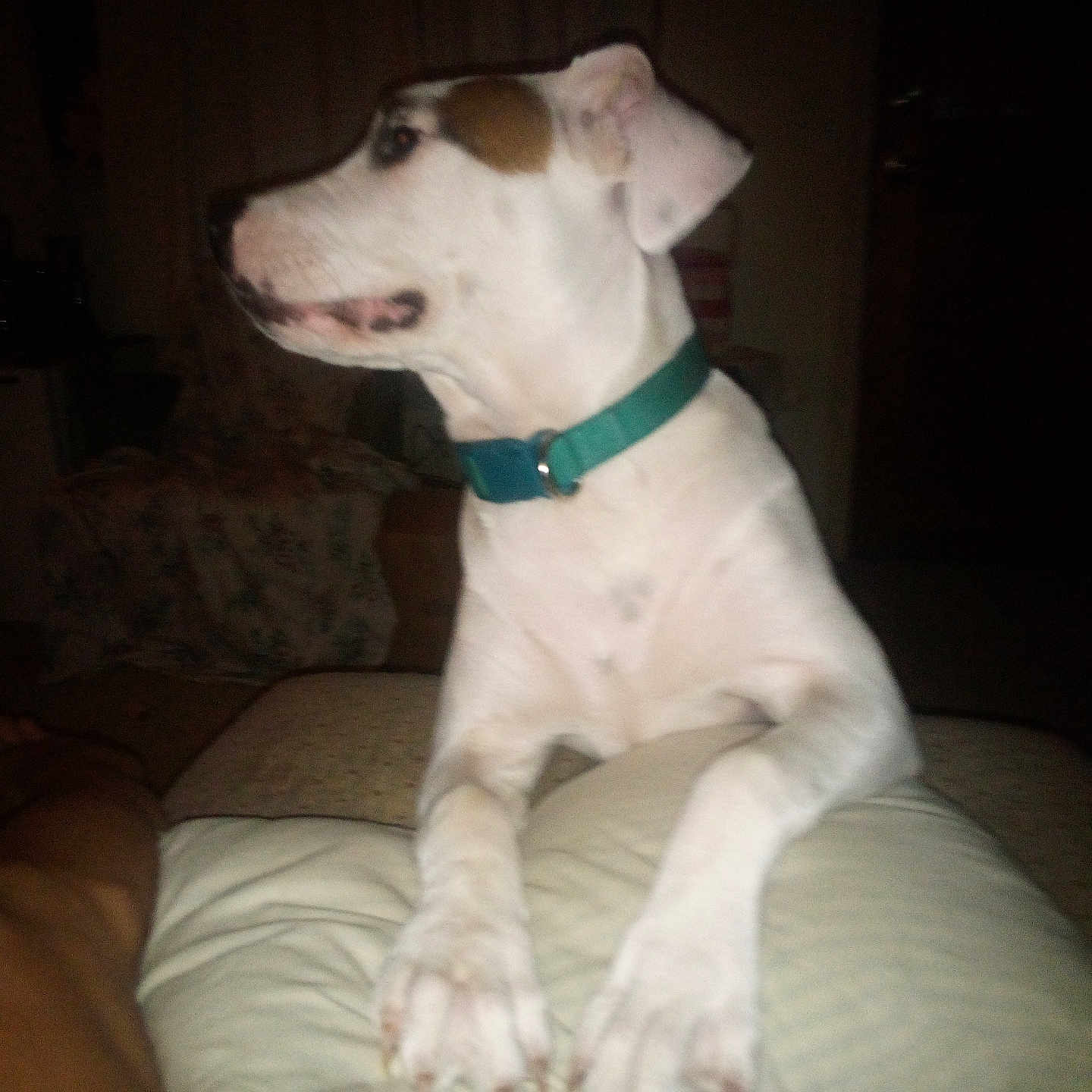 Lucy is registered to the contest to win money with this photo: accessories, animal, boxer, bulldog, canine, collar, couch, cushion, dog, furniture, greatdane, homedecor, hound, indoors, linen, pet, pointer, puppy, strap, whitedog