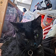 Nala joined the competition — help win amazing prizes! cat, black_cat, pet, indoor, close_up, collar, bell, clutter, boxes, bags, person, blurred_background, furniture, animal, face, whiskers, fur, domestic, one_eye_closed, resting