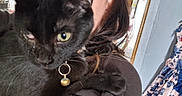 Nala is registered to the contest to win money with this photo: black_cat, cat, pet, animal, close_up, collar, bell, indoor, person, hair, shoulder, clothing, floral_dress, background, face_partially_visible, whiskers, feline, holding, expression, home