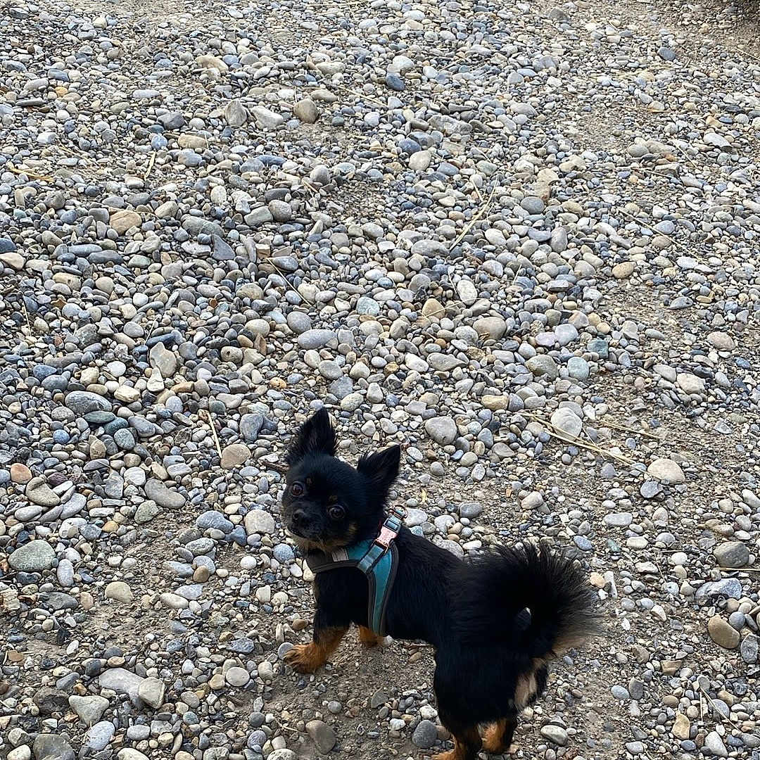 Presto participe au concours pour gagner de l'argent avec cette photo : animal, black_dog, canine, car_partial, curious, daylight, dog, ears_up, ground, harness, looking_back, nature, outdoor, pebbles, pet, rocky_ground, small_dog, tail_curled, tan_paws, walking