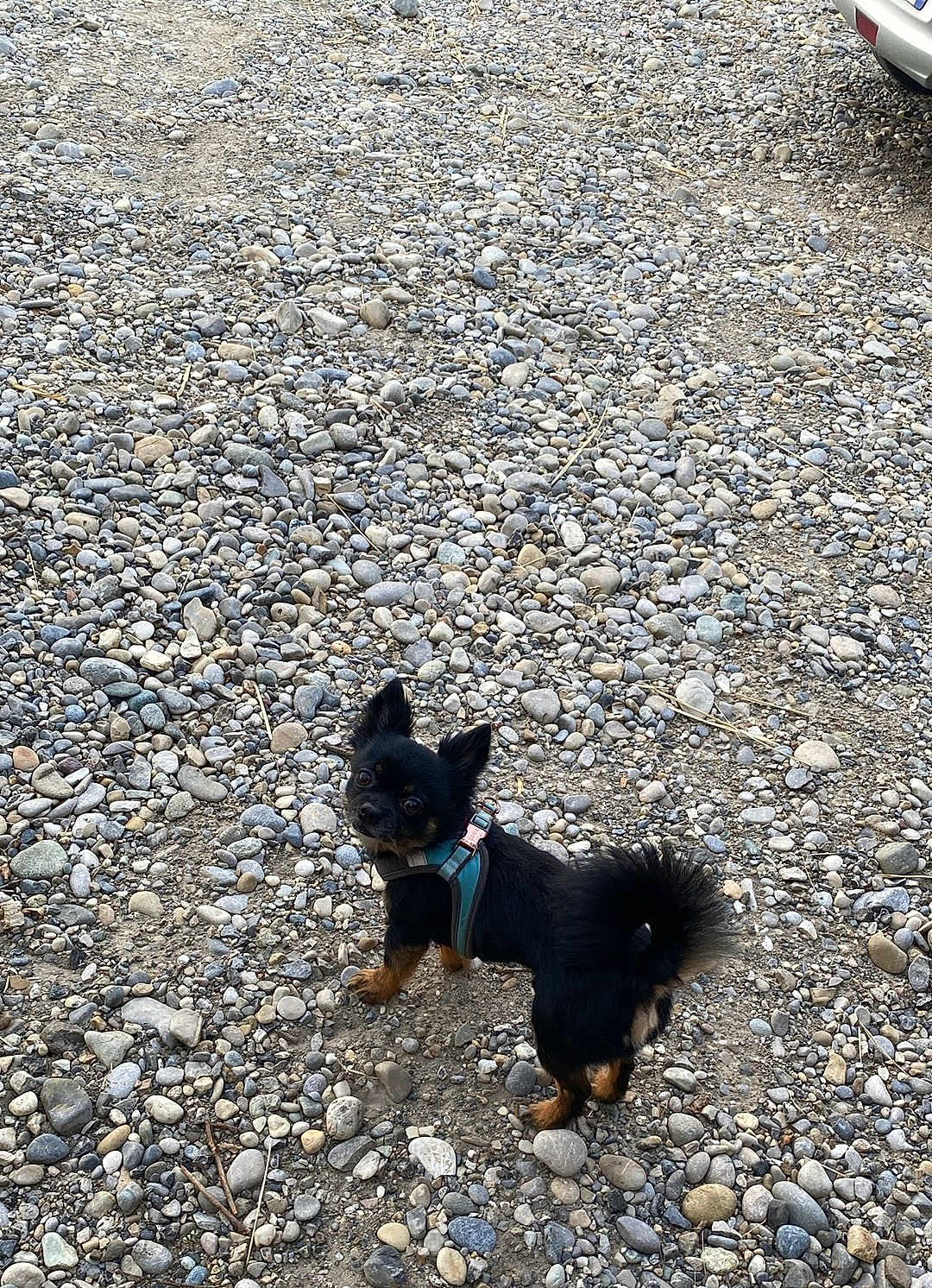 Presto participe au concours pour gagner de l'argent avec cette photo : dog, small_dog, black_dog, tan_paws, harness, pebbles, rocky_ground, outdoor, looking_back, curious, ears_up, tail_curled, pet, animal, canine, daylight, nature, car_partial, ground, walking